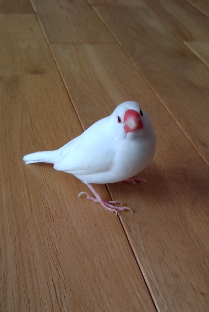 床を歩く白文鳥