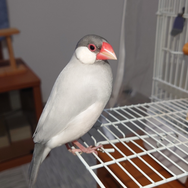 ケージにとまるシルバー文鳥