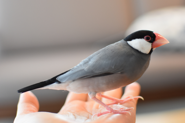 手にのる文鳥