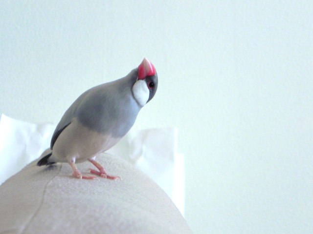 首をかしげるシルバー文鳥